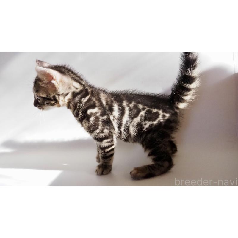 販売中の神奈川県のベンガル-131516の4枚目