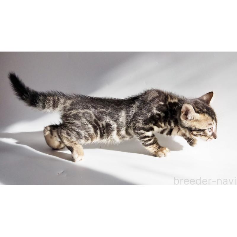 販売中の神奈川県のベンガル-131516の3枚目