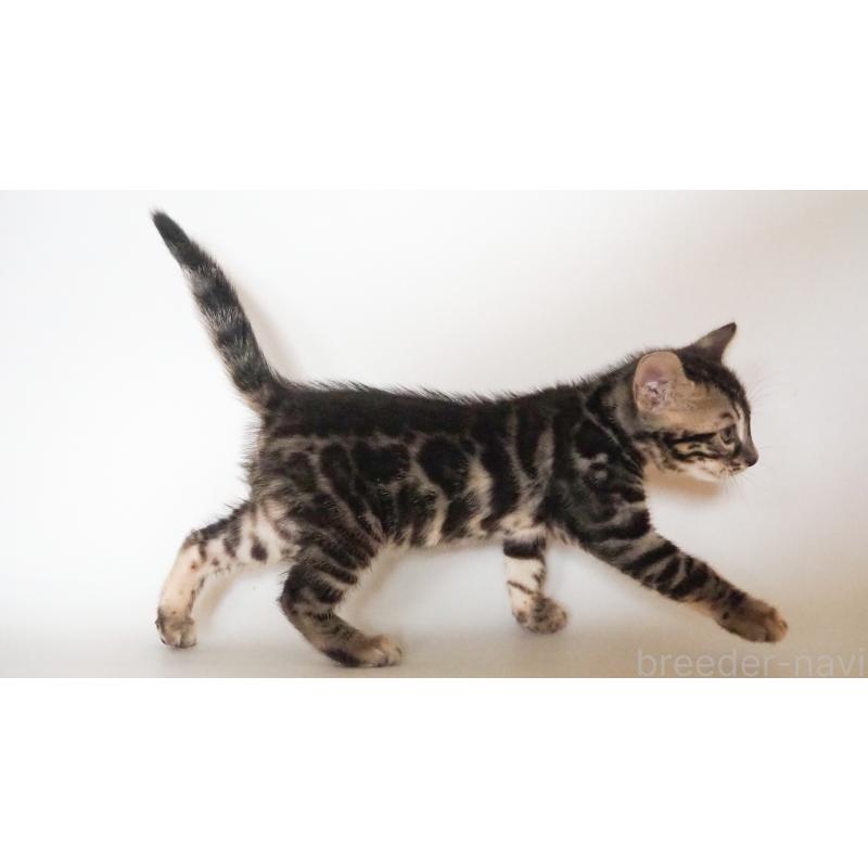 販売中の神奈川県のベンガル-131516の2枚目