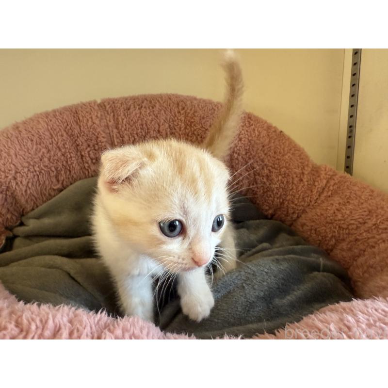 販売中の岐阜県のフォールデックス-131504の7枚目