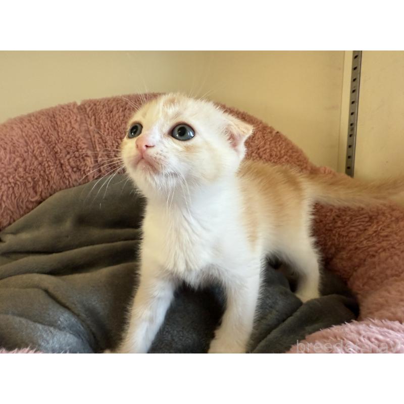 販売中の岐阜県のフォールデックス-131504の6枚目