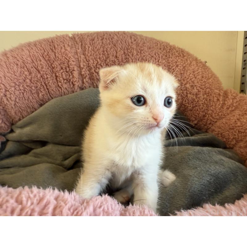 販売中の岐阜県のフォールデックス-131504の5枚目