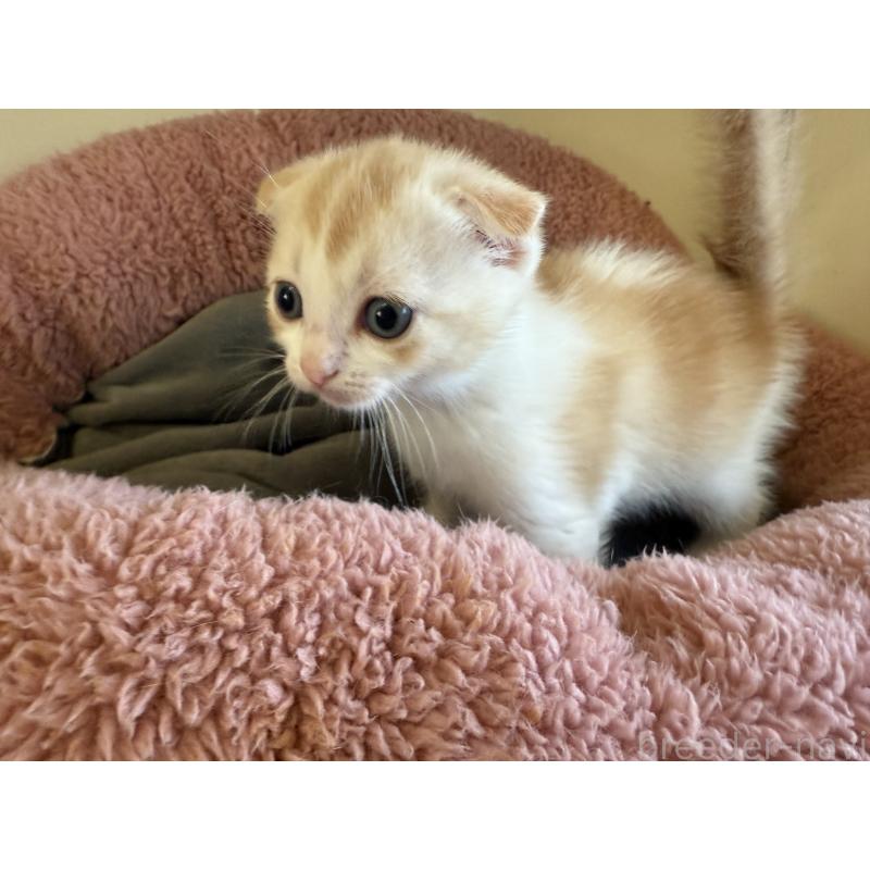 販売中の岐阜県のフォールデックス-131504の4枚目