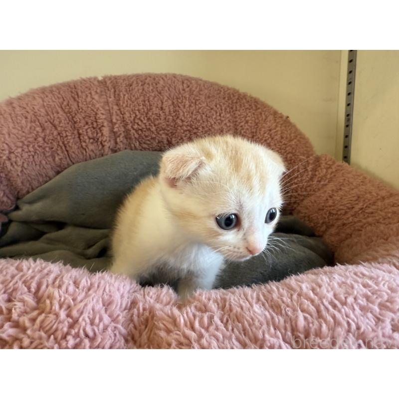 販売中の岐阜県のフォールデックス-131504の3枚目