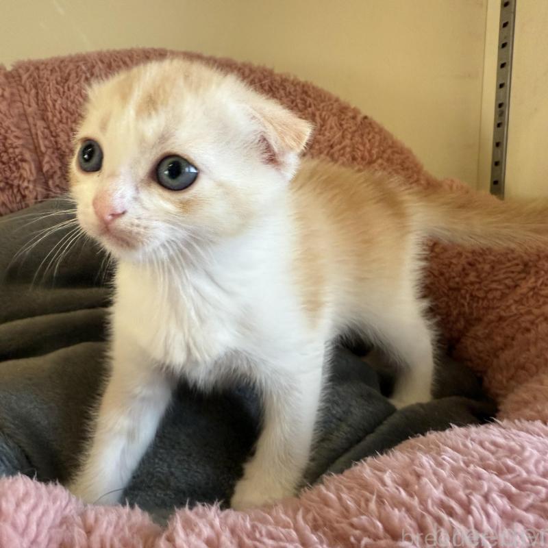 販売中の岐阜県のフォールデックス-131504の1枚目