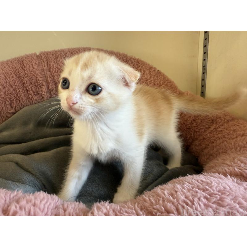 販売中の岐阜県のフォールデックス-131504の2枚目