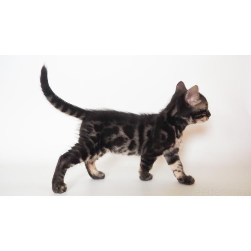 販売中の神奈川県のベンガル-131515の9枚目