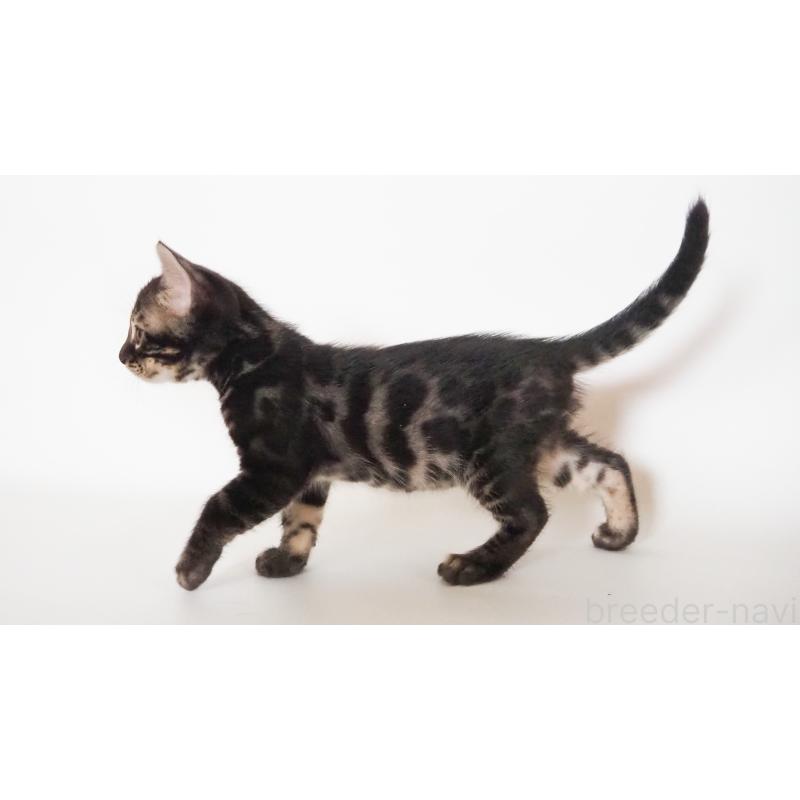 販売中の神奈川県のベンガル-131515の7枚目