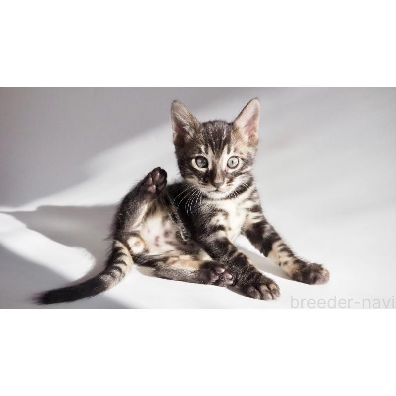 販売中の神奈川県のベンガル-131515の6枚目