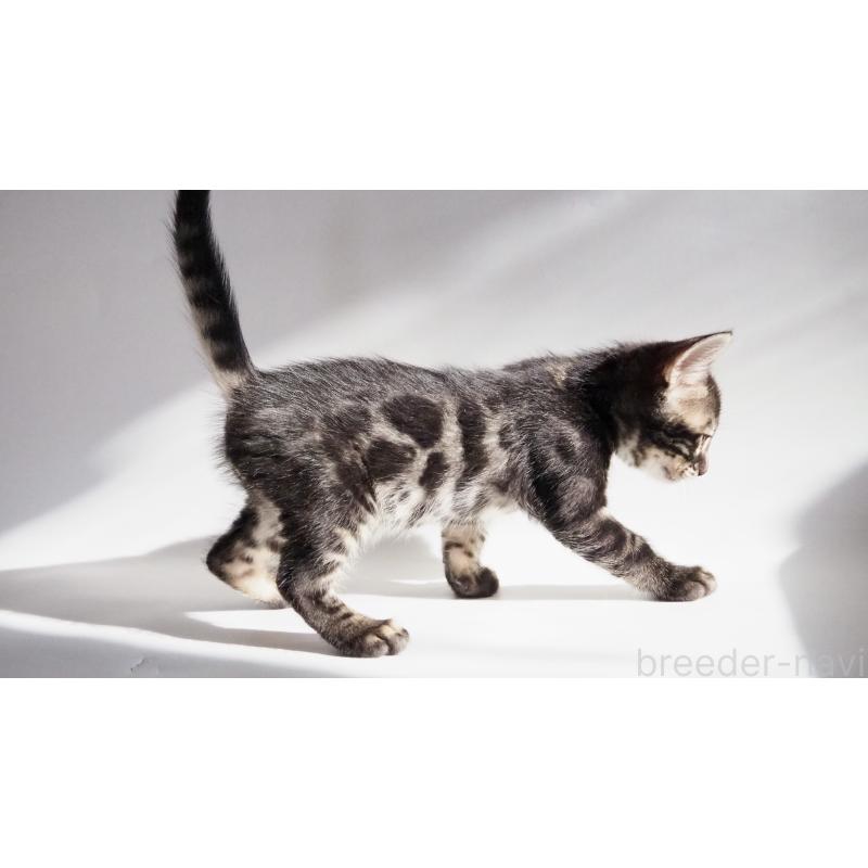 販売中の神奈川県のベンガル-131515の5枚目