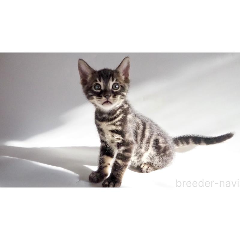 販売中の神奈川県のベンガル-131515の4枚目