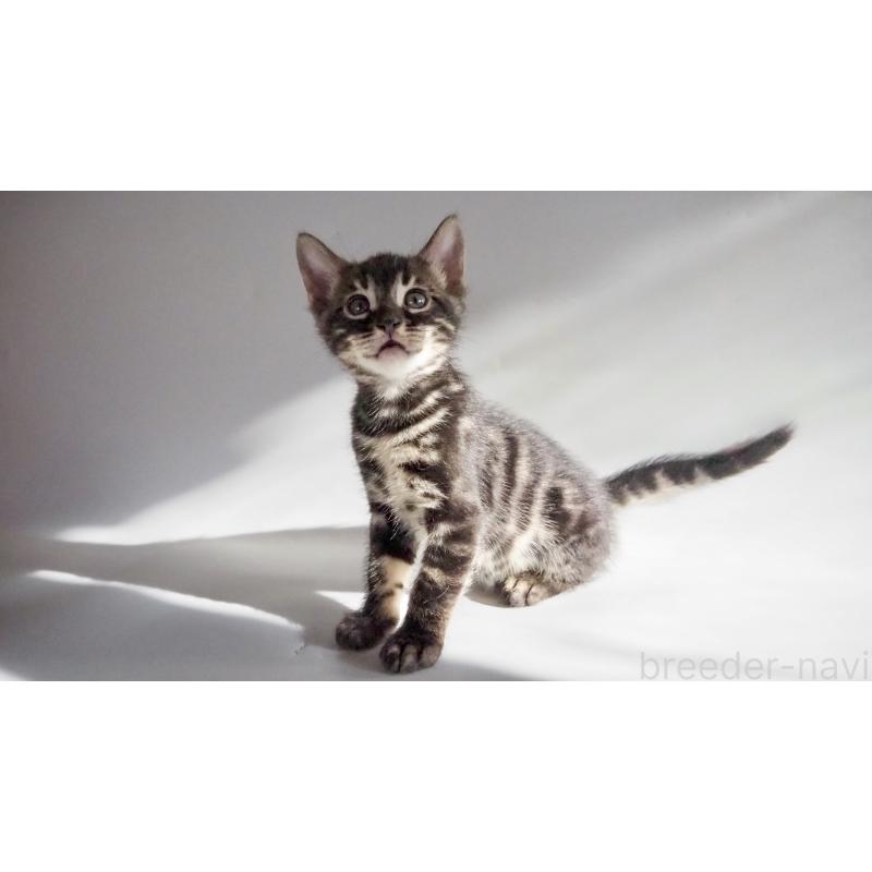 販売中の神奈川県のベンガル-131515の3枚目