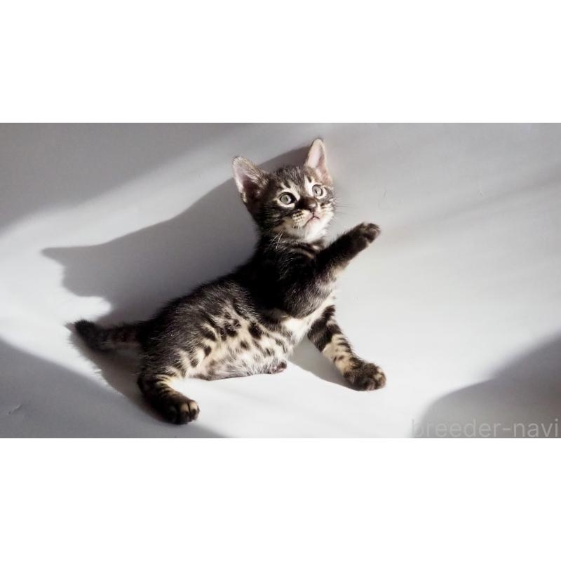 販売中の神奈川県のベンガル-131515の2枚目