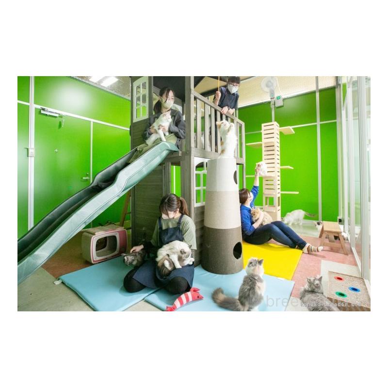 成約済の神奈川県のマンチカン-130791の2枚目