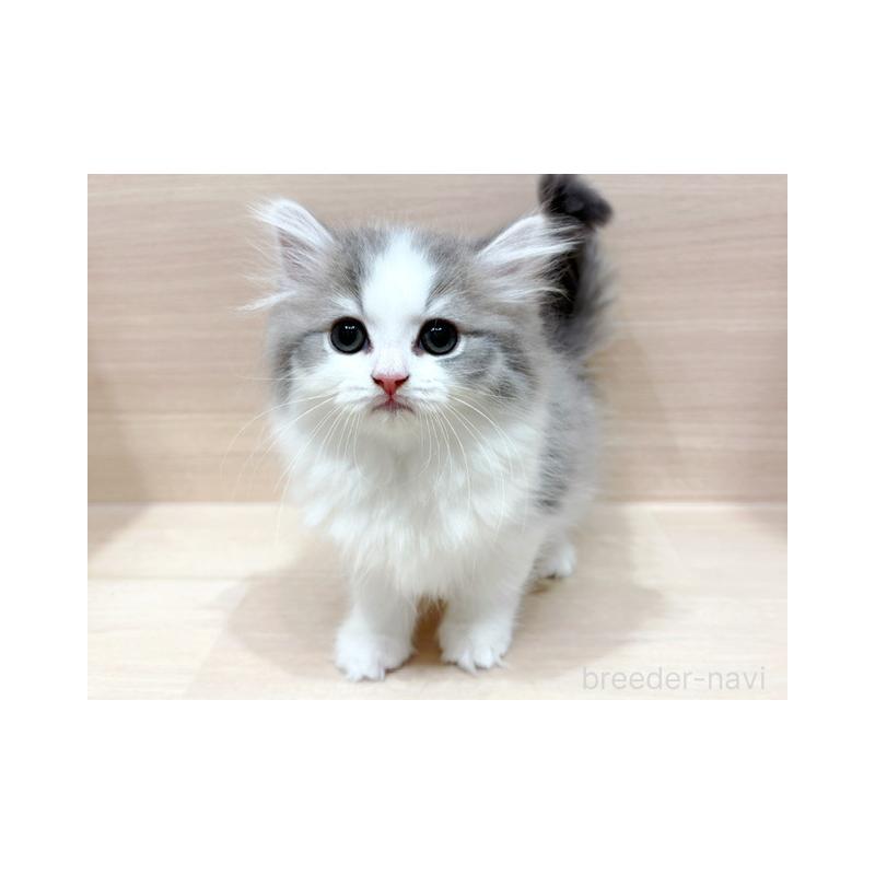 販売中の東京都のラガマフィン-131505の1枚目