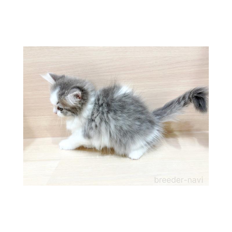 販売中の東京都のラガマフィン-131505の5枚目