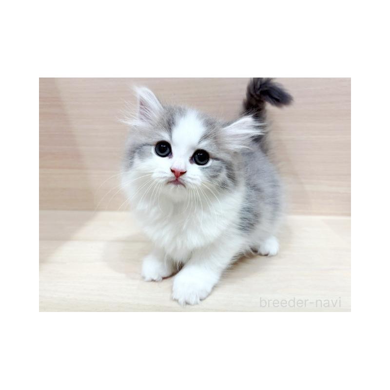 販売中の東京都のラガマフィン-131505の4枚目