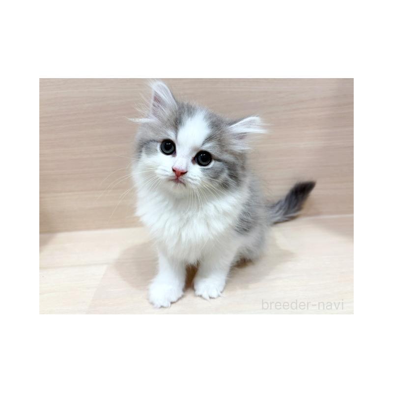 販売中の東京都のラガマフィン-131505の3枚目