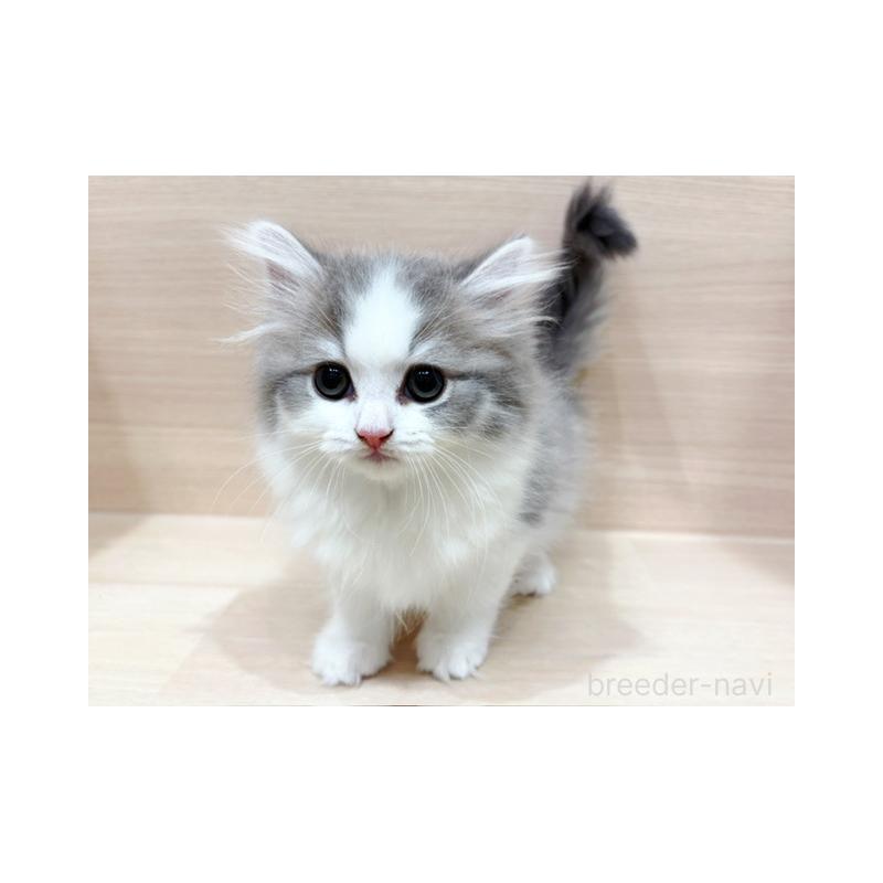 販売中の東京都のラガマフィン-131505の2枚目