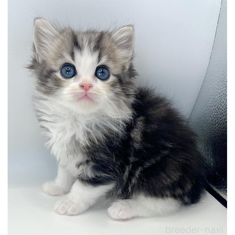 販売中の福島県のマンチカン-131507の5枚目