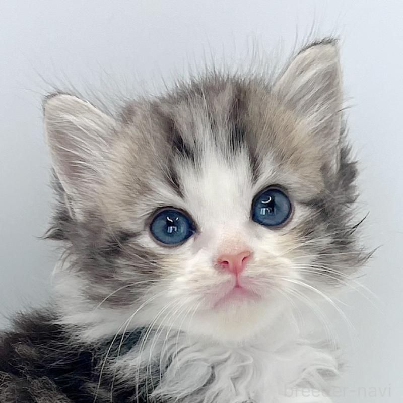 販売中の福島県のマンチカン-131507の1枚目