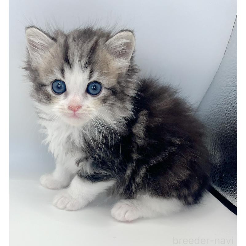 販売中の福島県のマンチカン-131507の4枚目