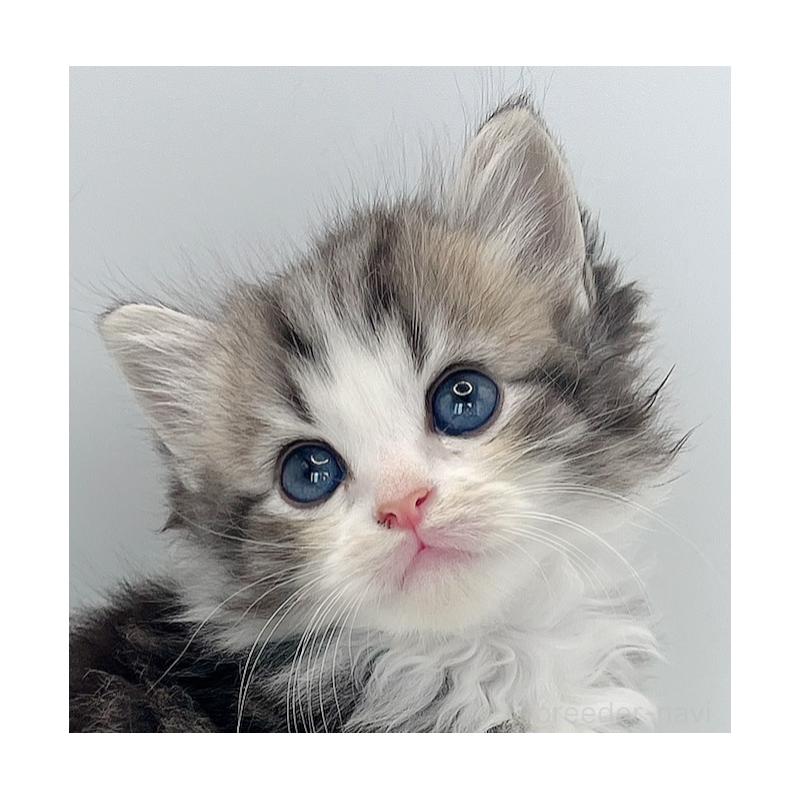 販売中の福島県のマンチカン-131507の3枚目