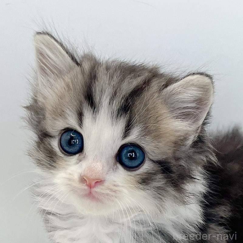 販売中の福島県のマンチカン-131507の2枚目