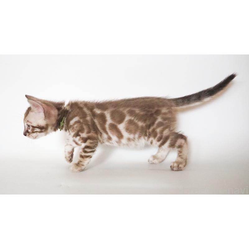 販売中の神奈川県のベンガル-131514の7枚目