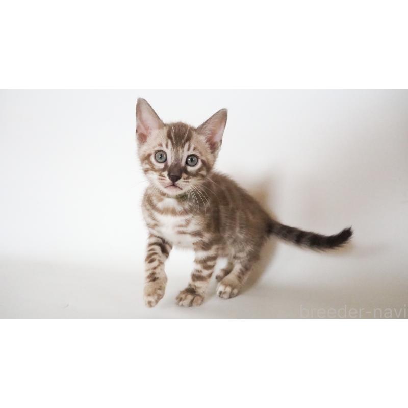 販売中の神奈川県のベンガル-131514の6枚目