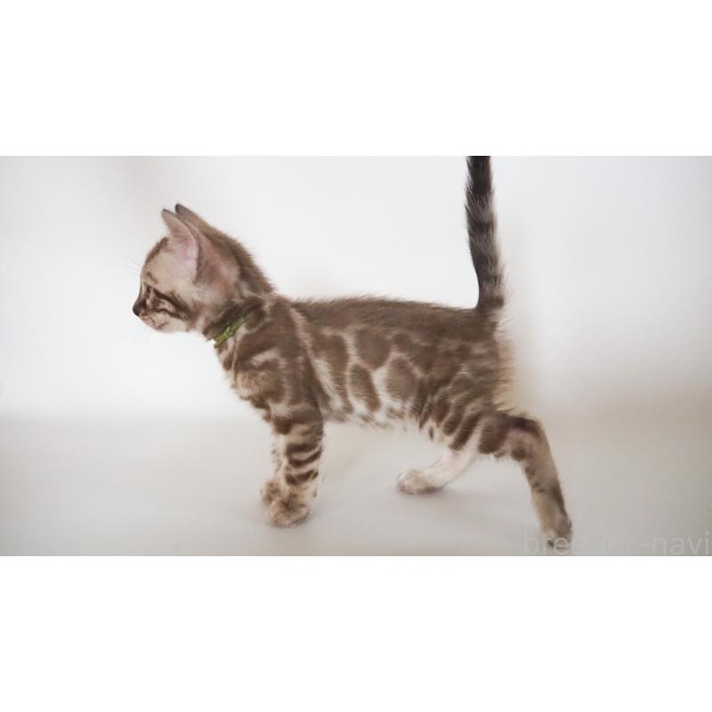 販売中の神奈川県のベンガル-131514の5枚目