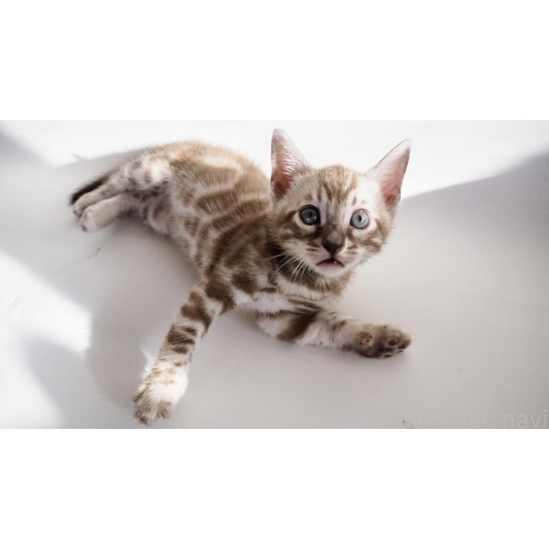 販売中の神奈川県のベンガル-131514の4枚目