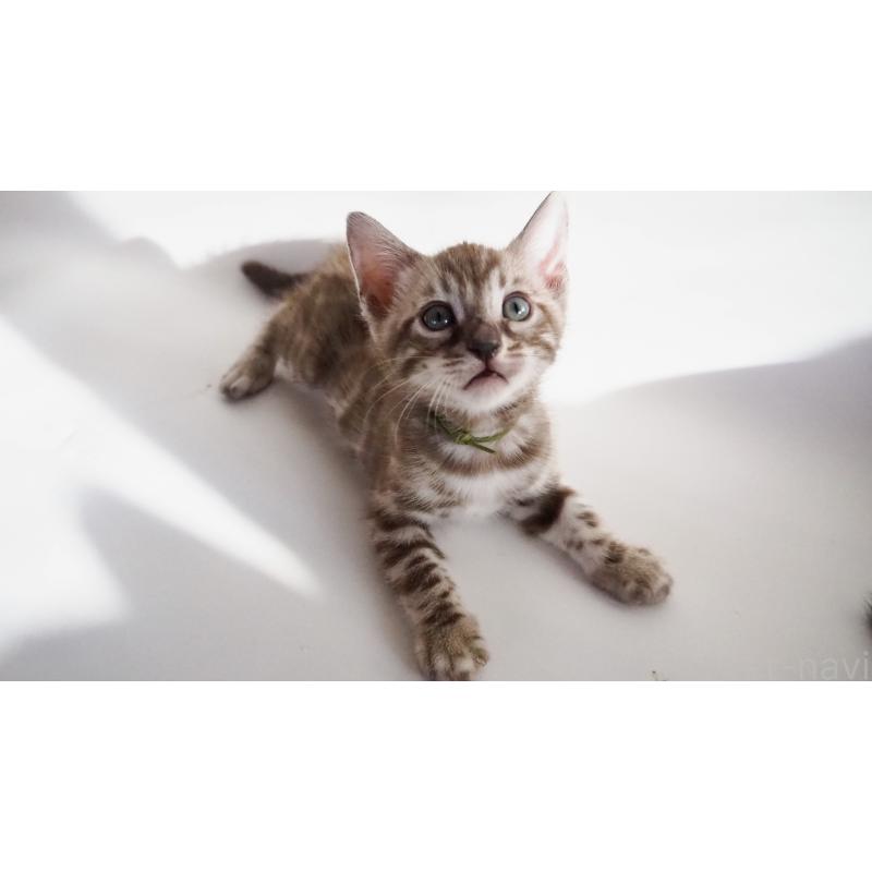 販売中の神奈川県のベンガル-131514の3枚目