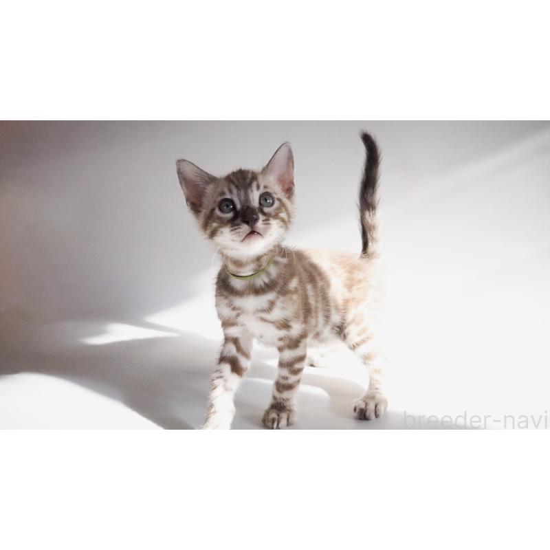 販売中の神奈川県のベンガル-131514の2枚目