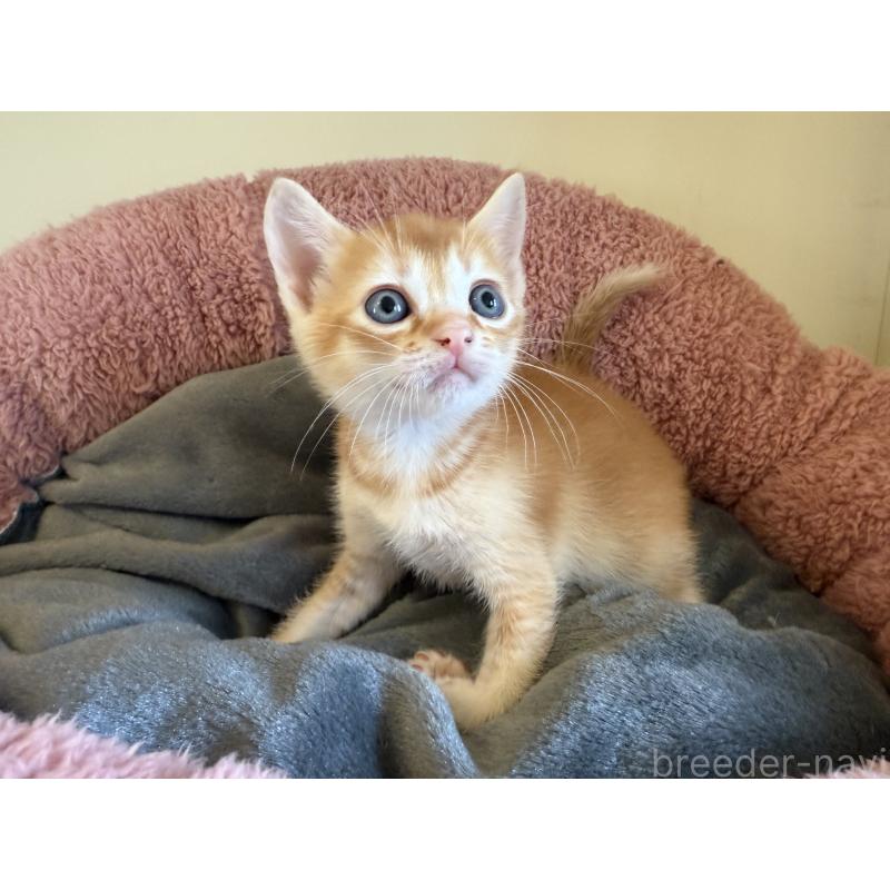 販売中の岐阜県のフォールデックス-131506の5枚目