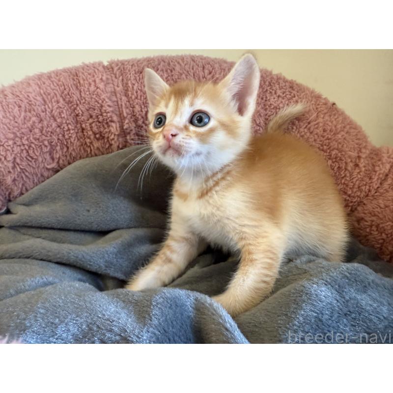 販売中の岐阜県のフォールデックス-131506の4枚目