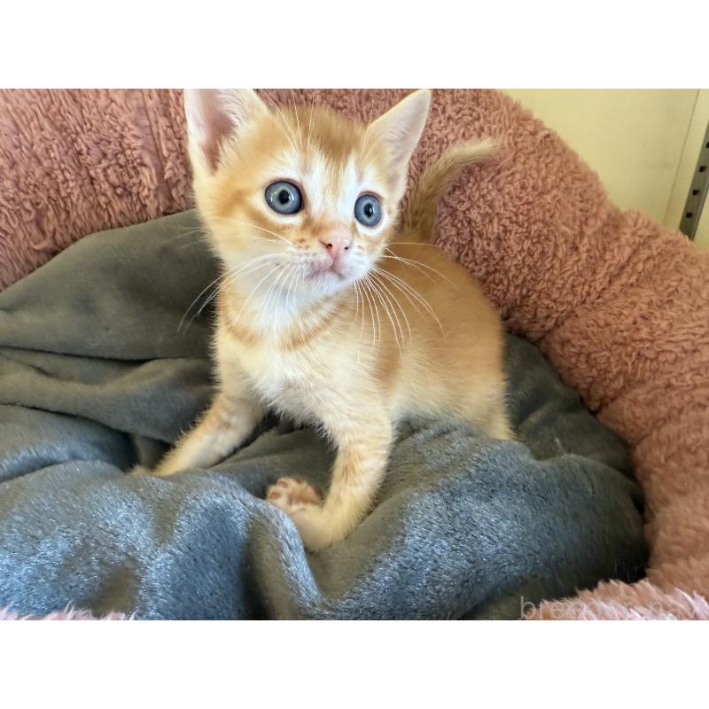 販売中の岐阜県のフォールデックス-131506の2枚目