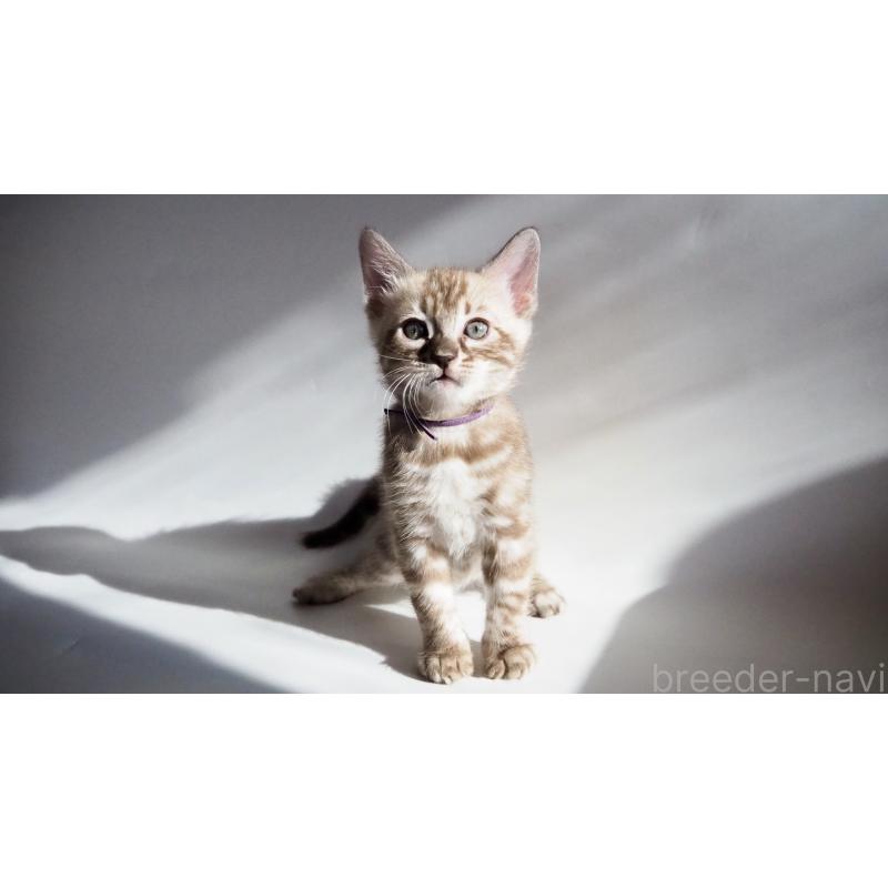 販売中の神奈川県のベンガル-131513の6枚目