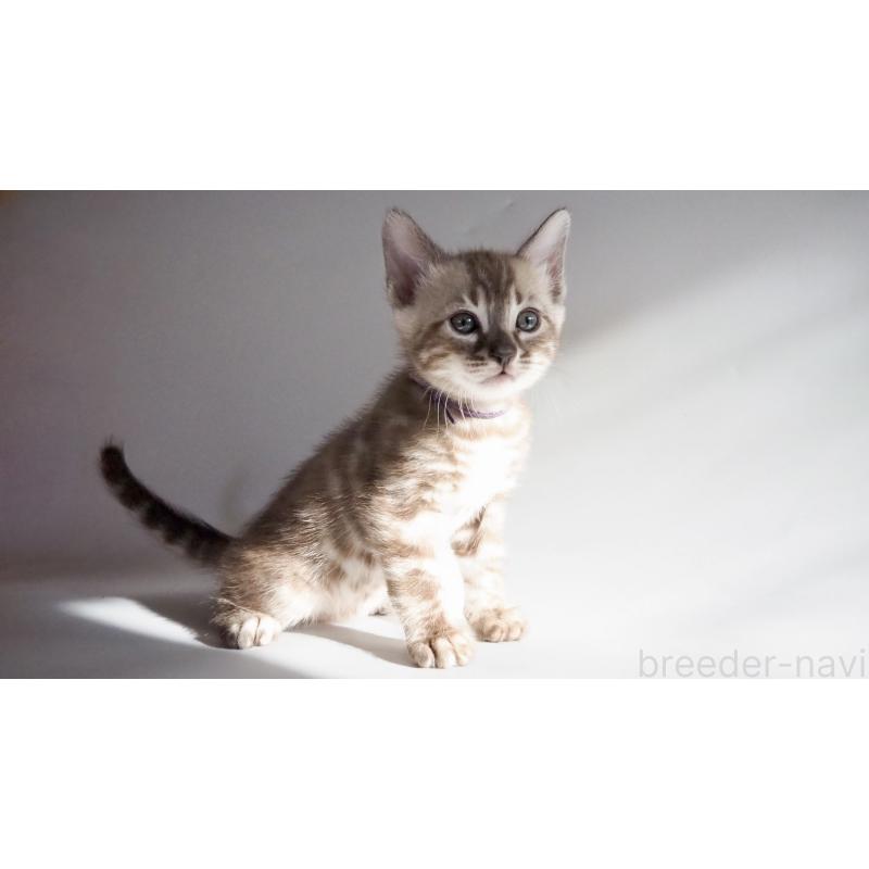 販売中の神奈川県のベンガル-131513の5枚目