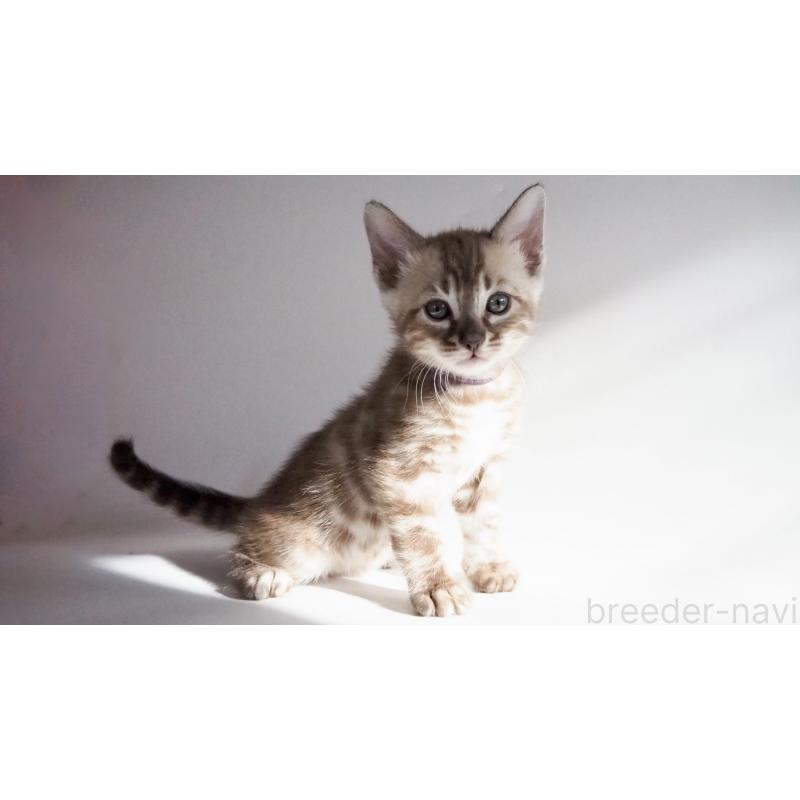 販売中の神奈川県のベンガル-131513の4枚目