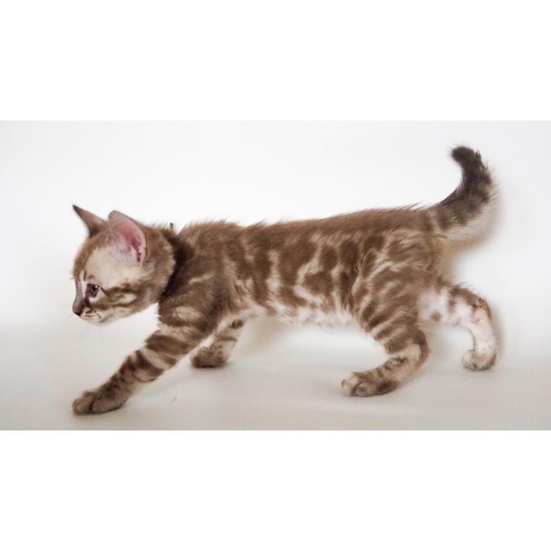 販売中の神奈川県のベンガル-131513の2枚目