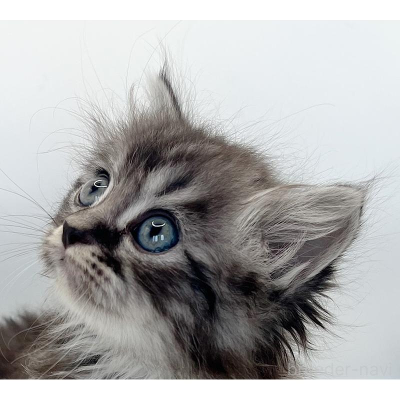 販売中の福島県のマンチカン-131508の4枚目