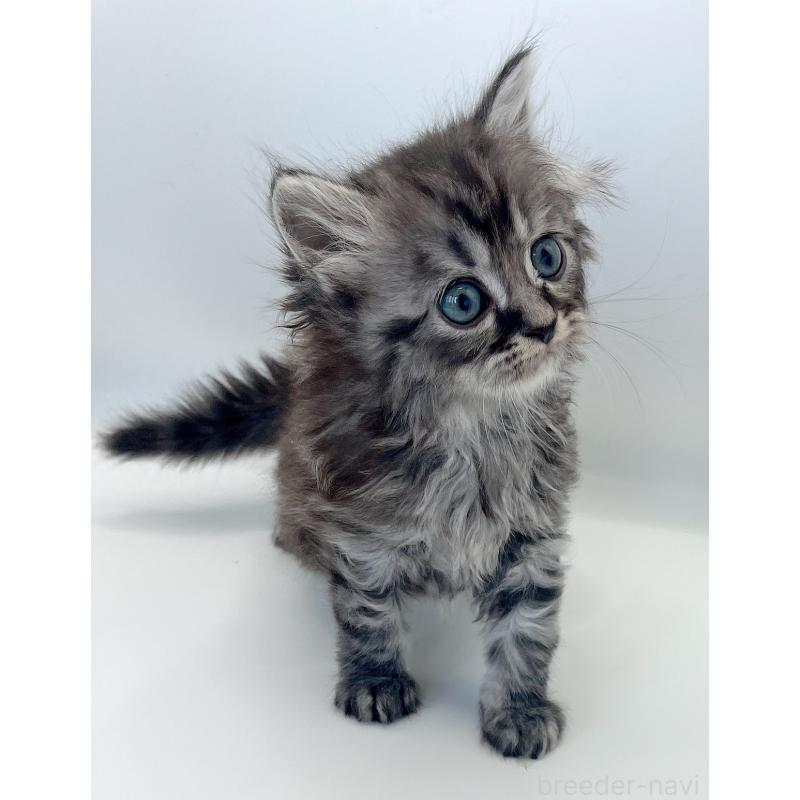 販売中の福島県のマンチカン-131508の3枚目