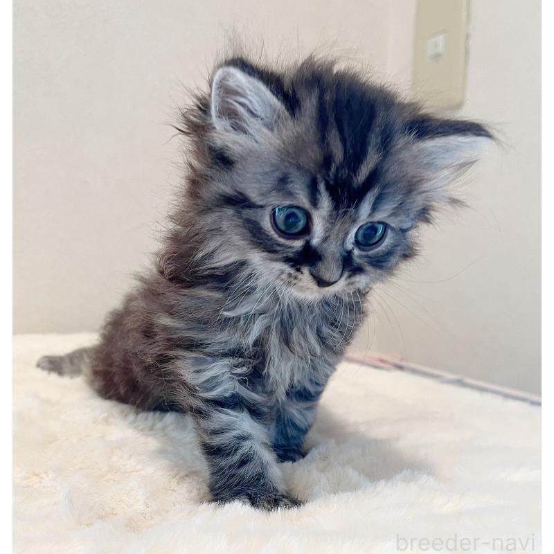 販売中の福島県のマンチカン-131508の2枚目