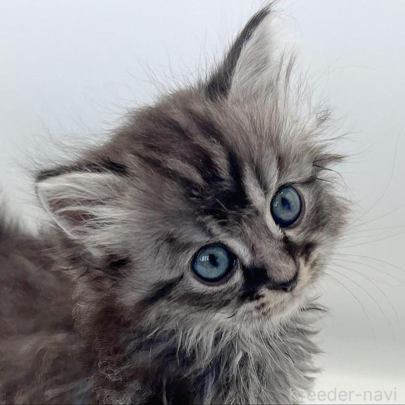 販売中の福島県のマンチカン-131508の1枚目