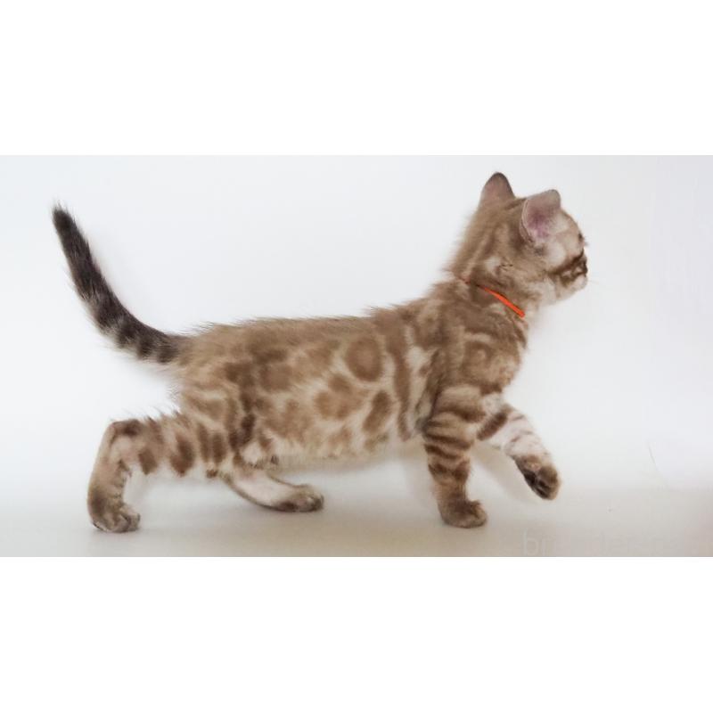 販売中の神奈川県のベンガル-131512の6枚目