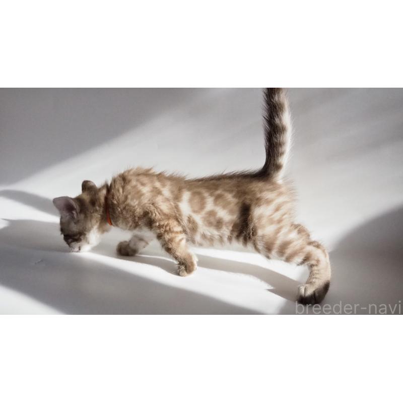 販売中の神奈川県のベンガル-131512の5枚目