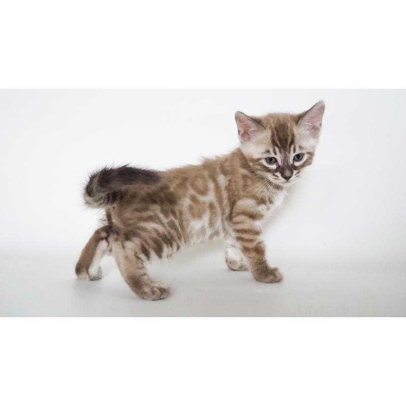 販売中の神奈川県のベンガル-131512の4枚目