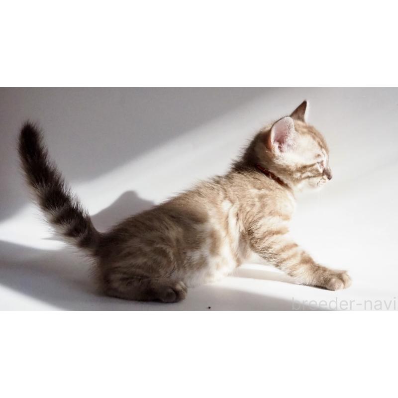 販売中の神奈川県のベンガル-131512の3枚目