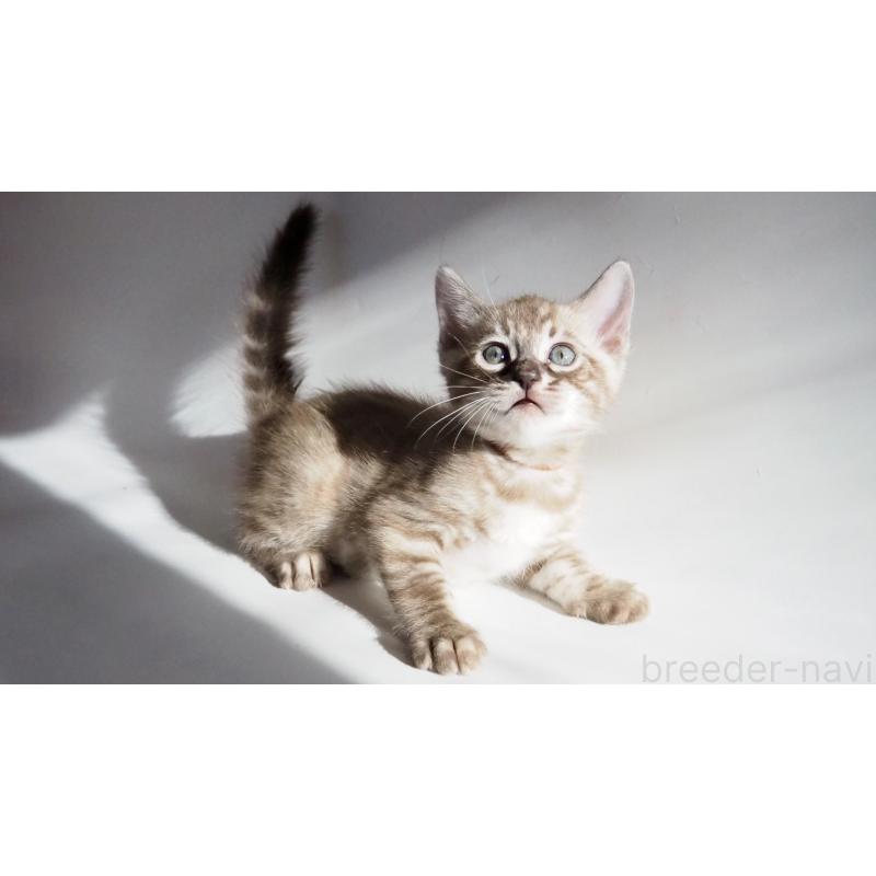 販売中の神奈川県のベンガル-131512の2枚目